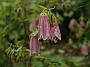 Campanula punctata Rubriflora